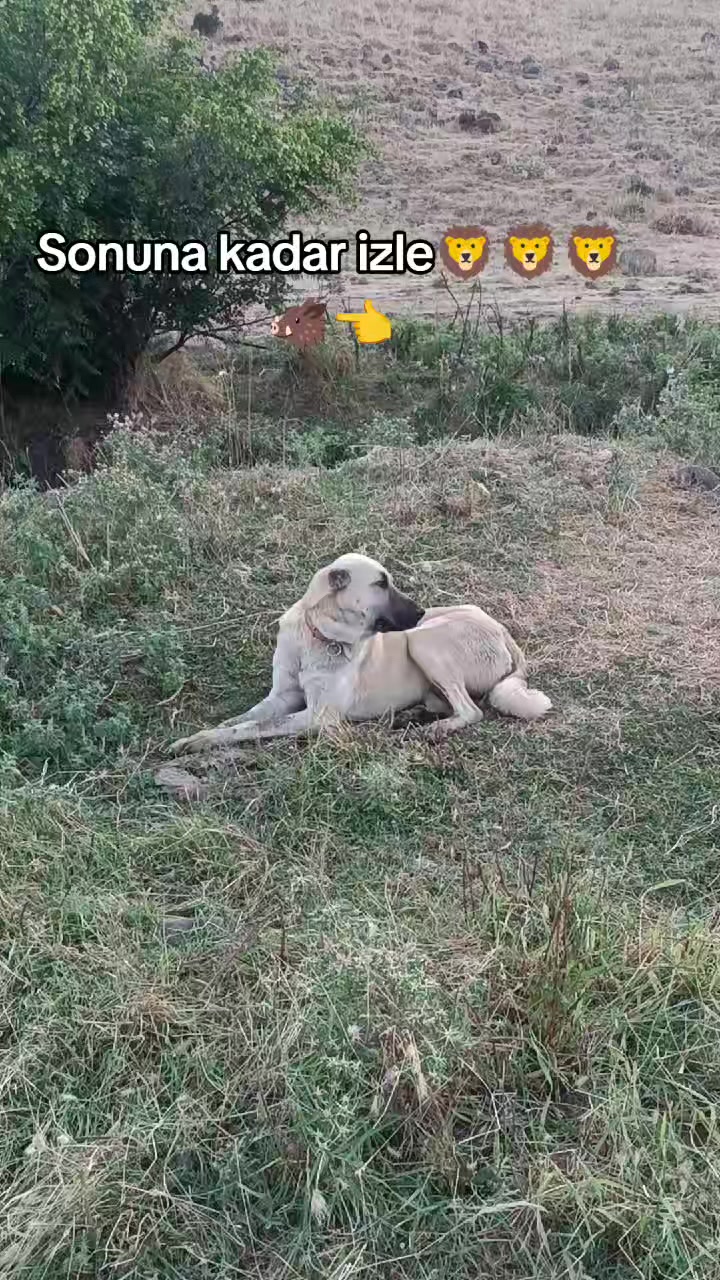 @ko&ccedil;er.12