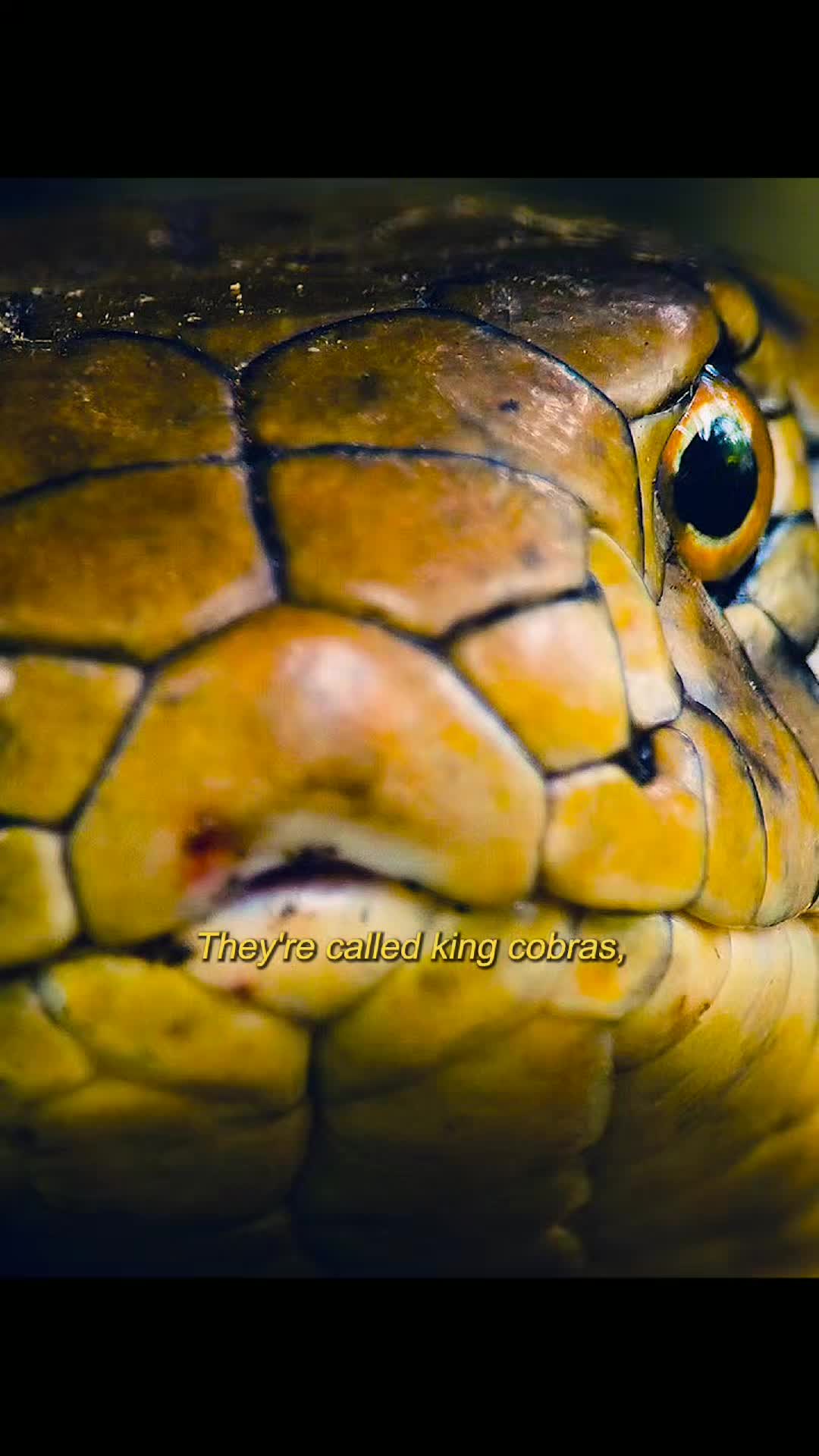 @Animallovers