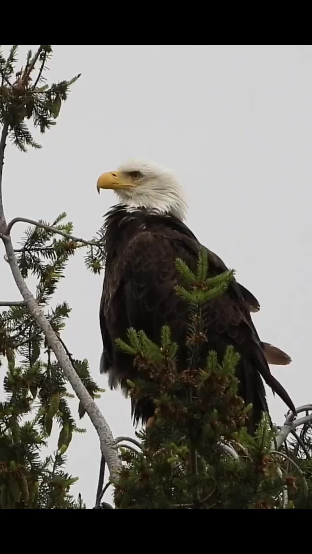 @🦅ZA_KO🦅