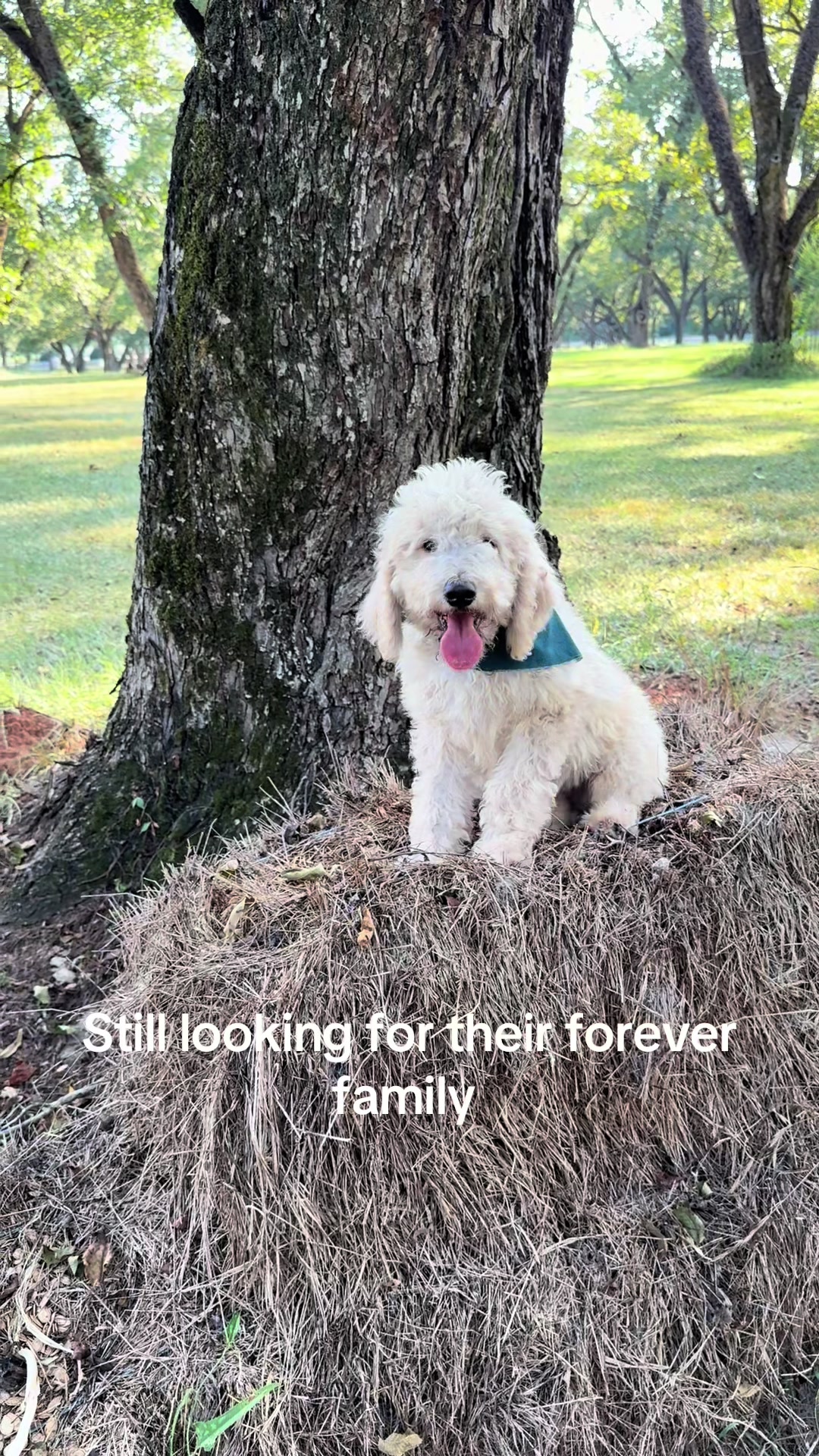 @atlantadoodlesandpoodles