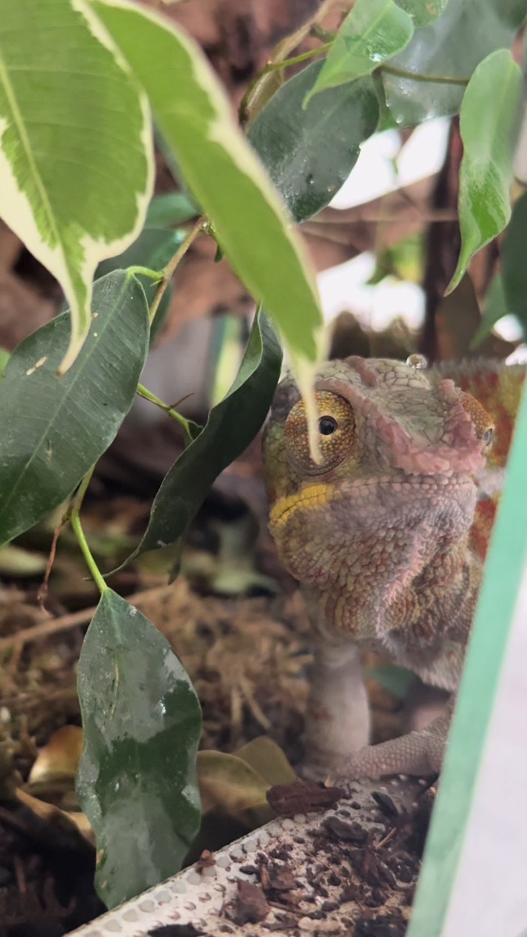 @Kreischhuhn Karma 🦉