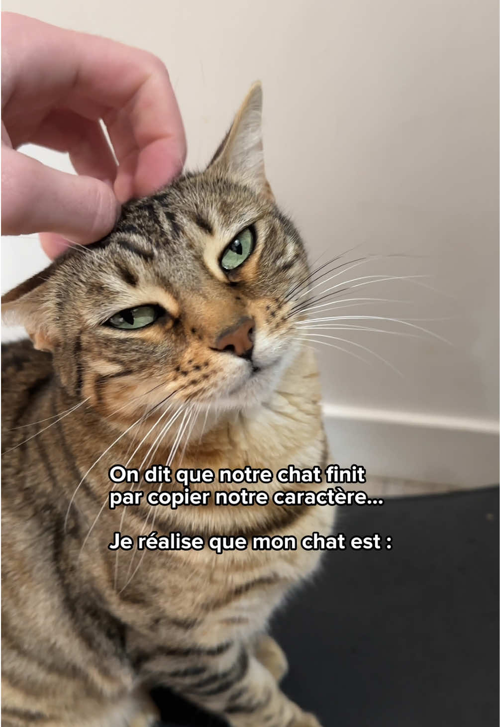 @Ricki the Bengal