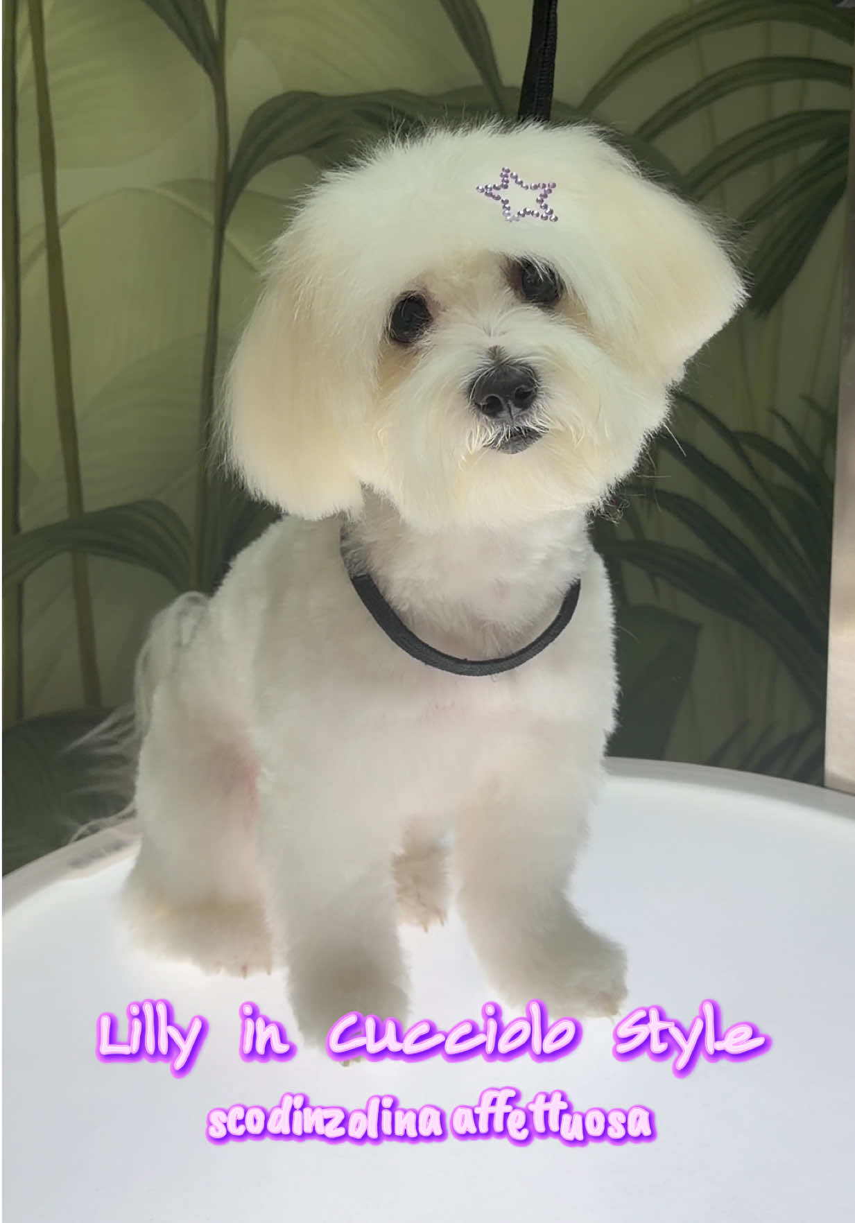 @NewDog Toelettatura & Pet Shop