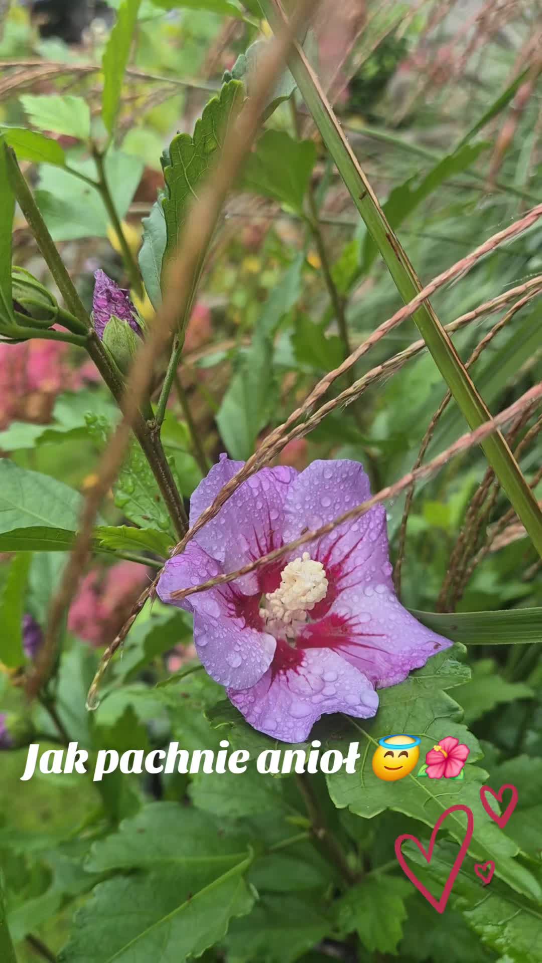 @🌺🪻aasia🌺🪻