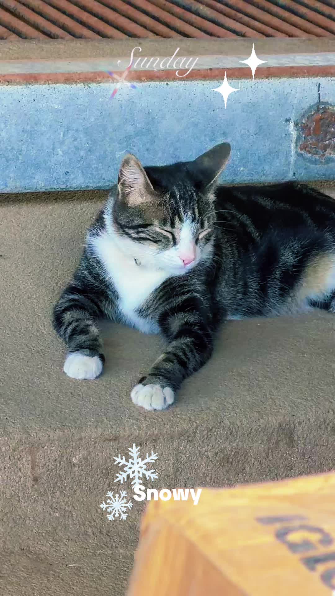 @Amri Gatitos