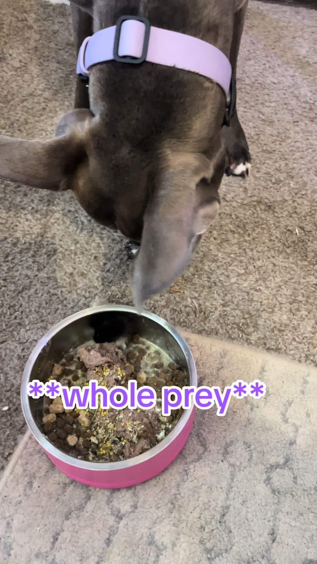 @Ivy the pitty