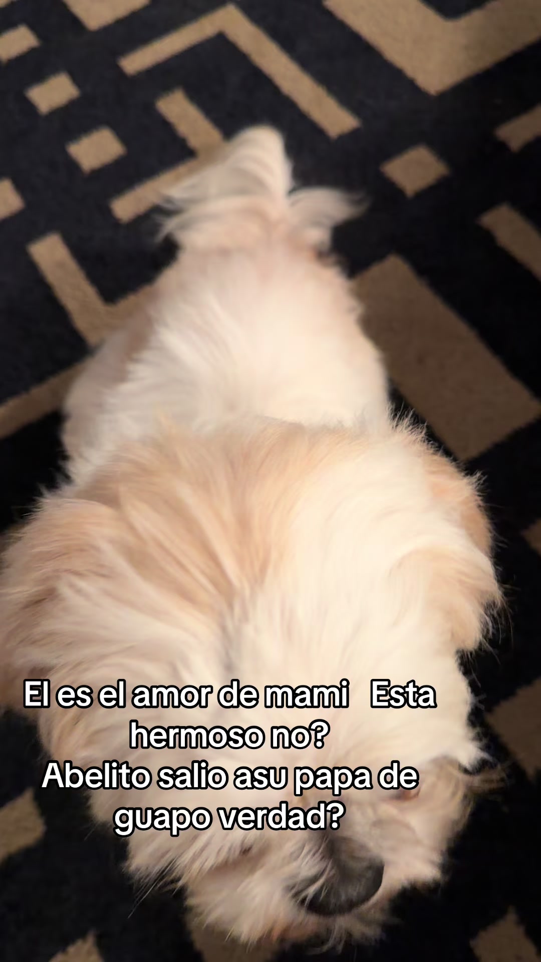 @Crispín_y_mia_shihtzu_puppies.