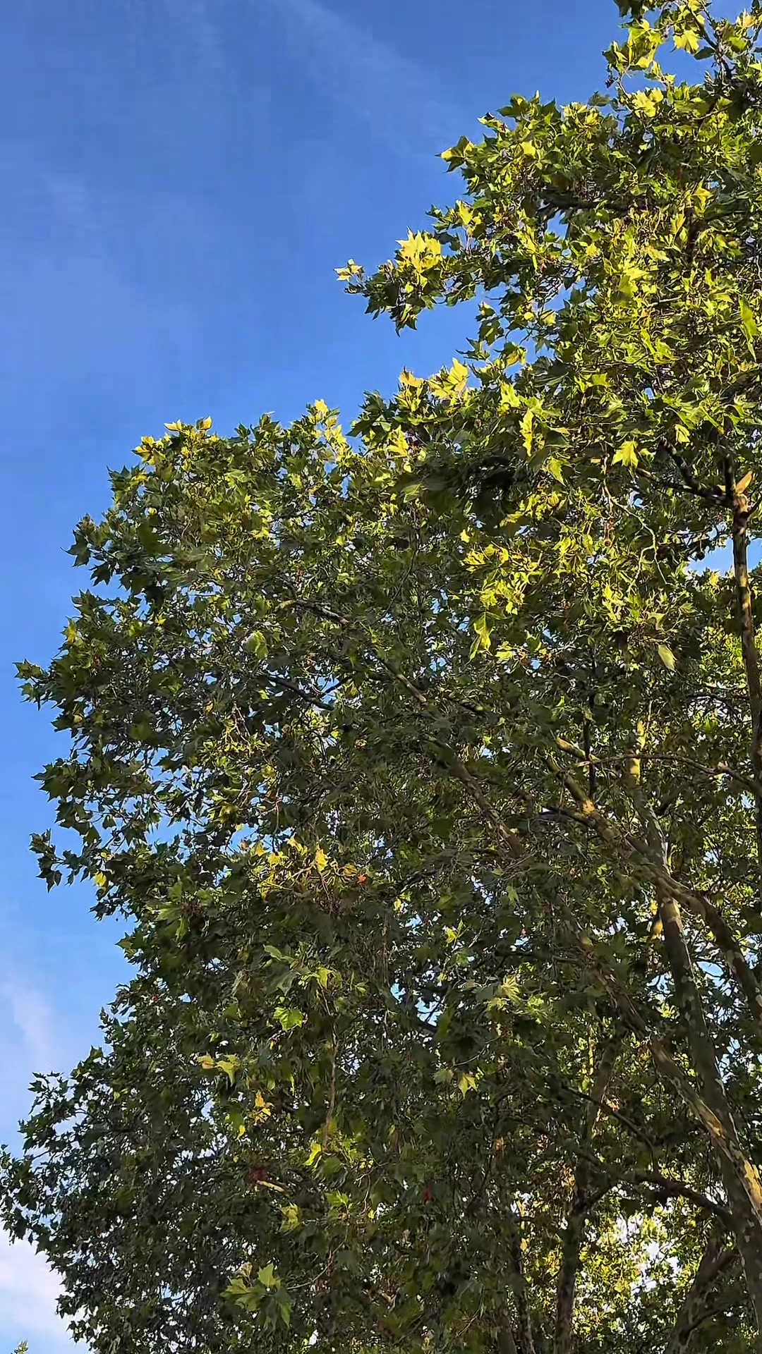 @𝗔𝗯𝗱𝘂𝗹𝗿𝗮𝗵𝗺𝗮𝗻𝗸𝗱𝘇