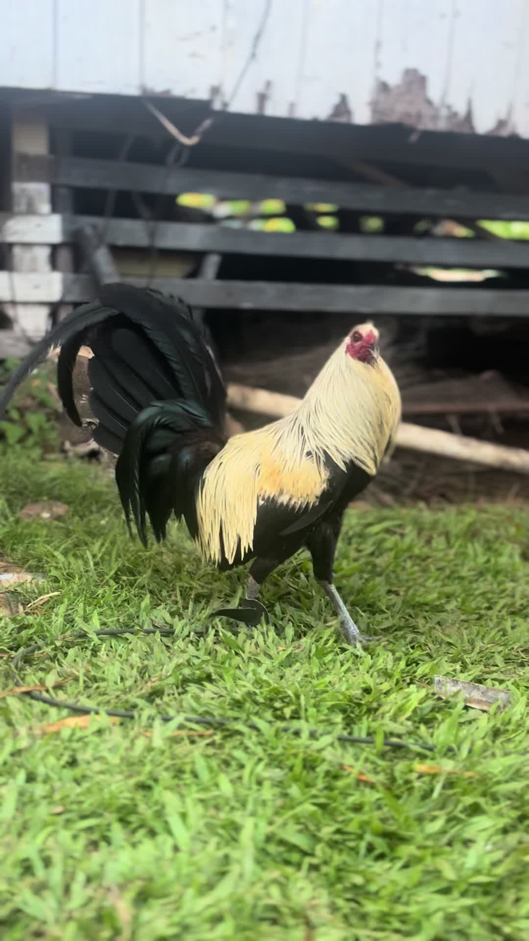 @ltowngamefowl