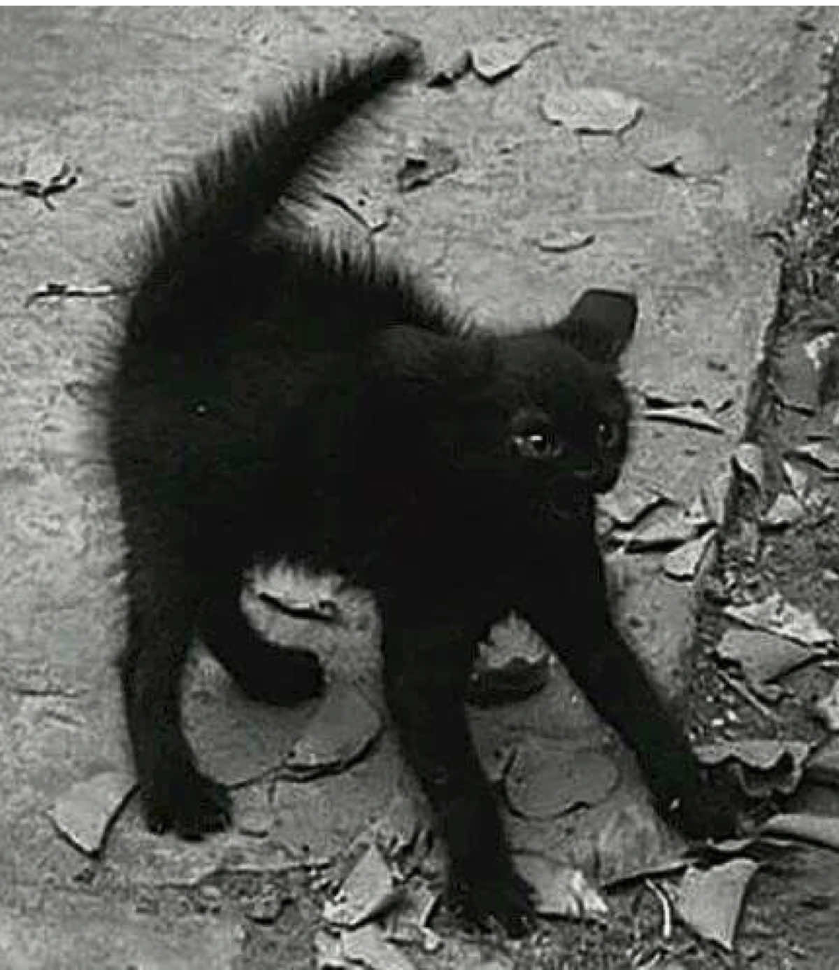 @😽🐾ꪑ𝓲ᥴꫝ𝓲 1️⃣1️⃣