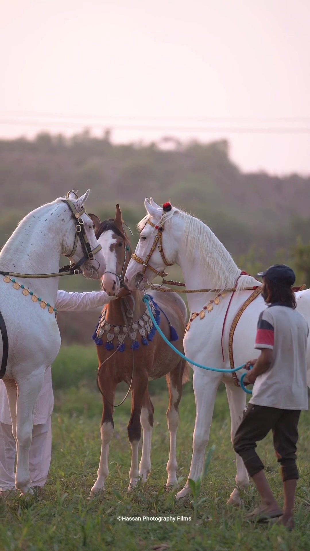 @☀️SUNRISE 🐎FARMS Rawalpindi