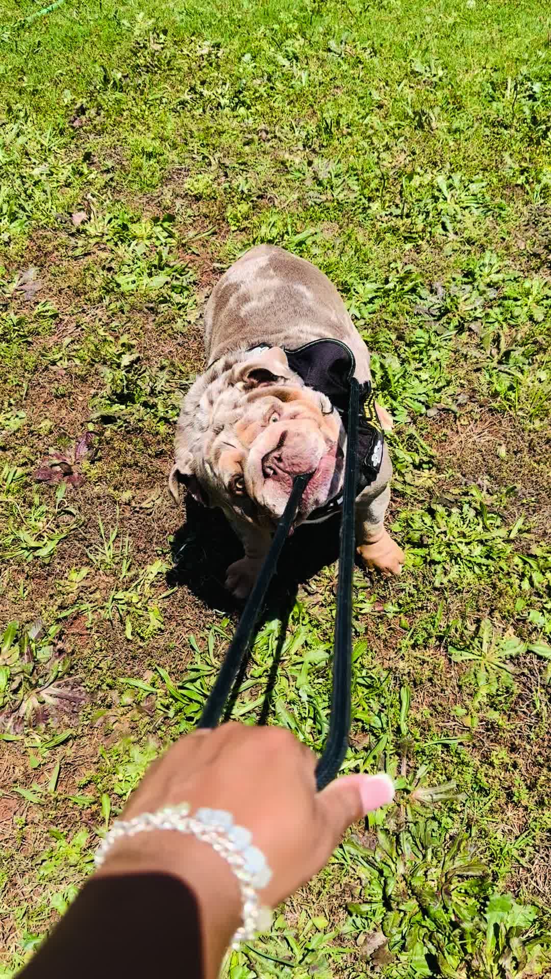 @barkleythabulldog