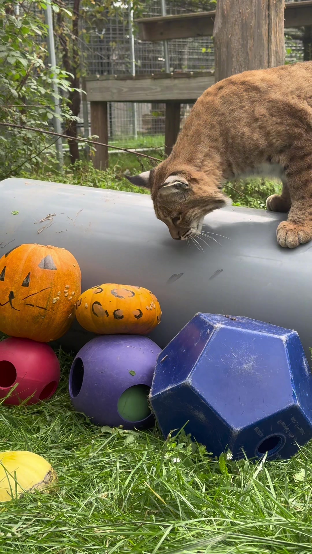 @The Wildcat Sanctuary
