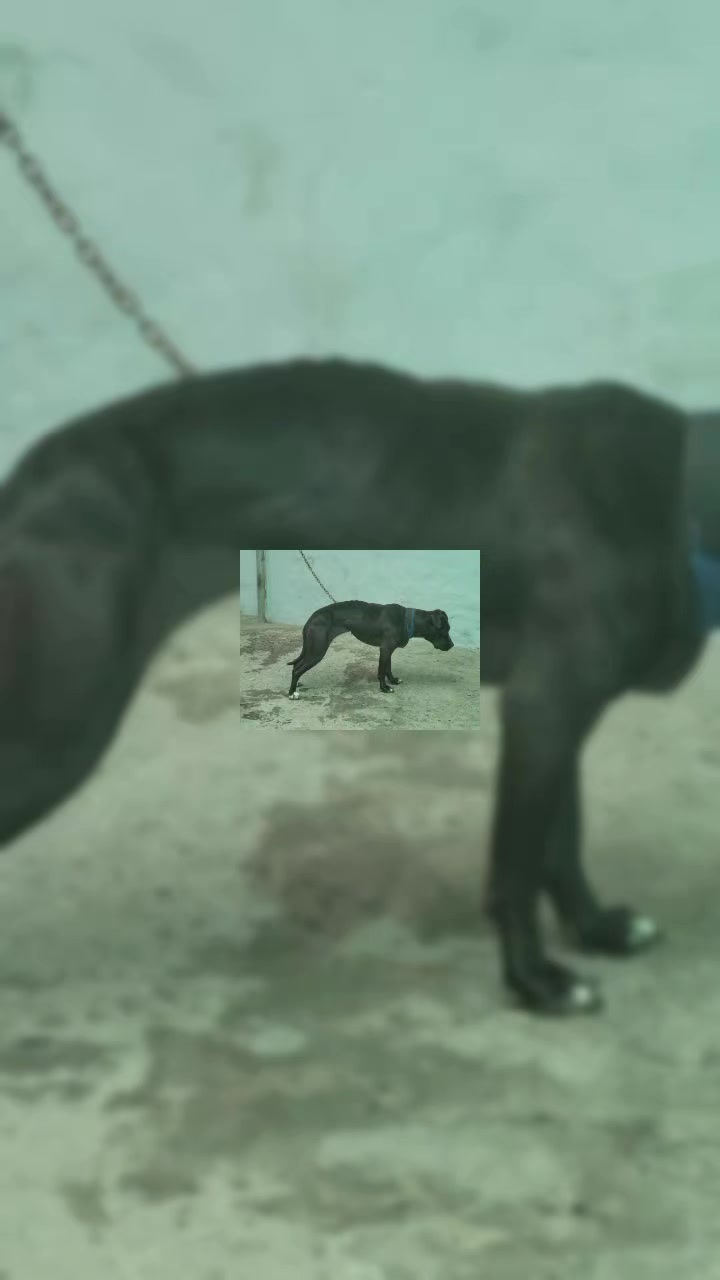 @SAAPBT_GAMEDOGS