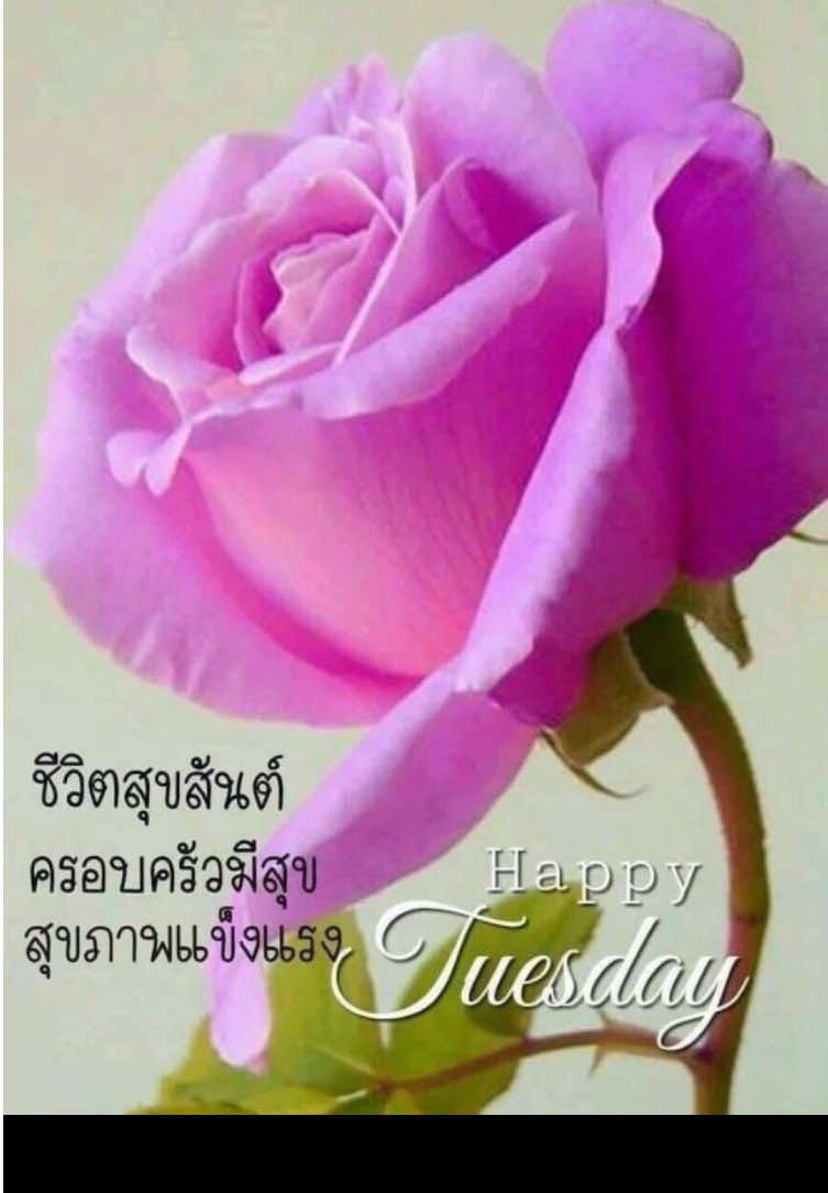 @sonthaya6595