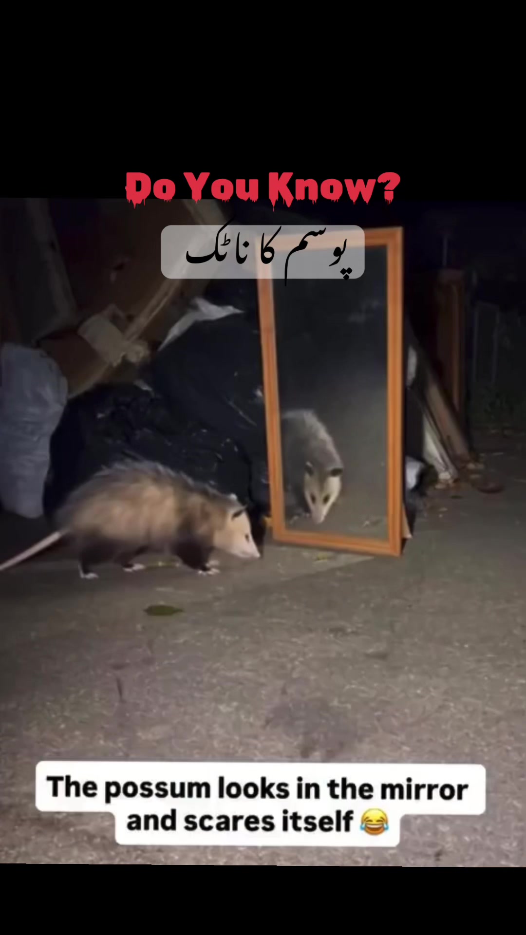 @Pest Mysteries