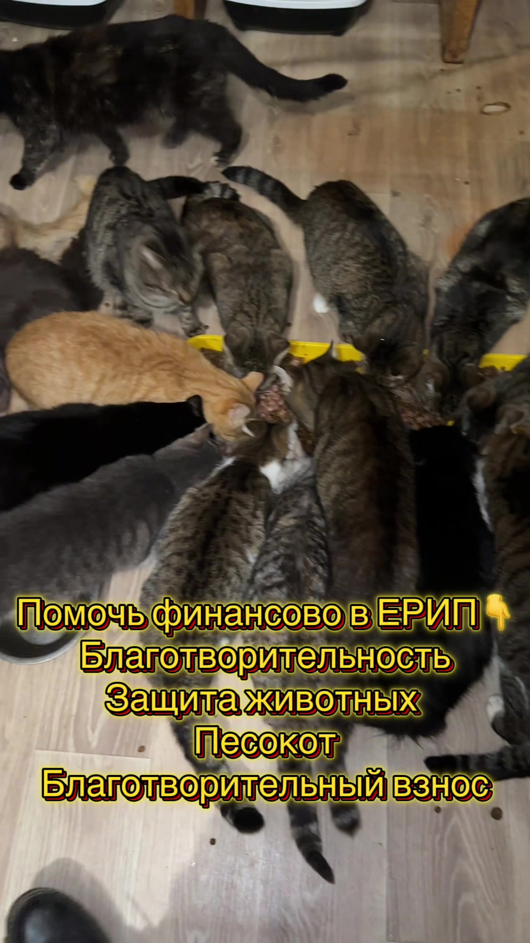 @Директор «Песокот»250🐈🐶