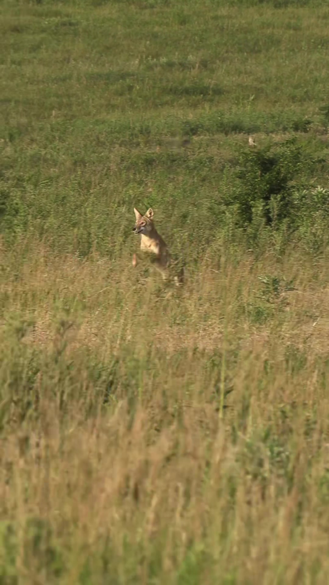 @FOXPRO Game Calls
