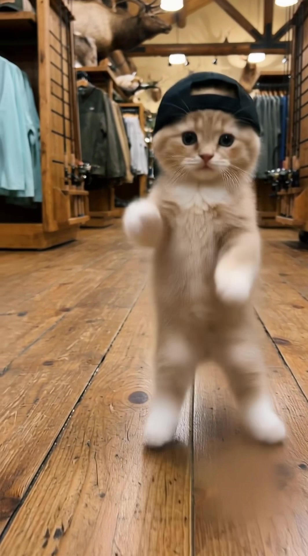 @Go ! Go! Catolution!