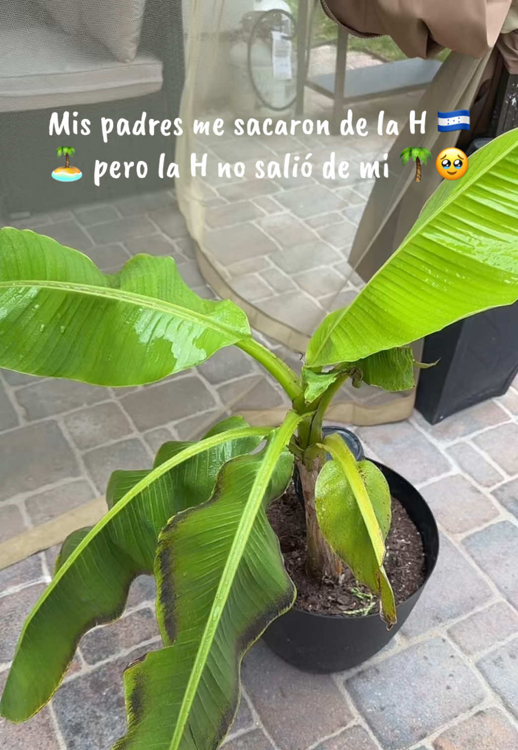 @angiechrismontana🇭🇳🌴