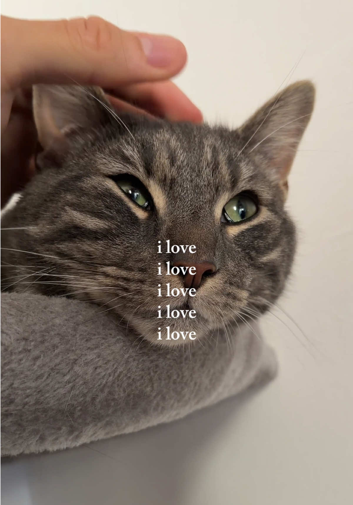 @lilcatloki