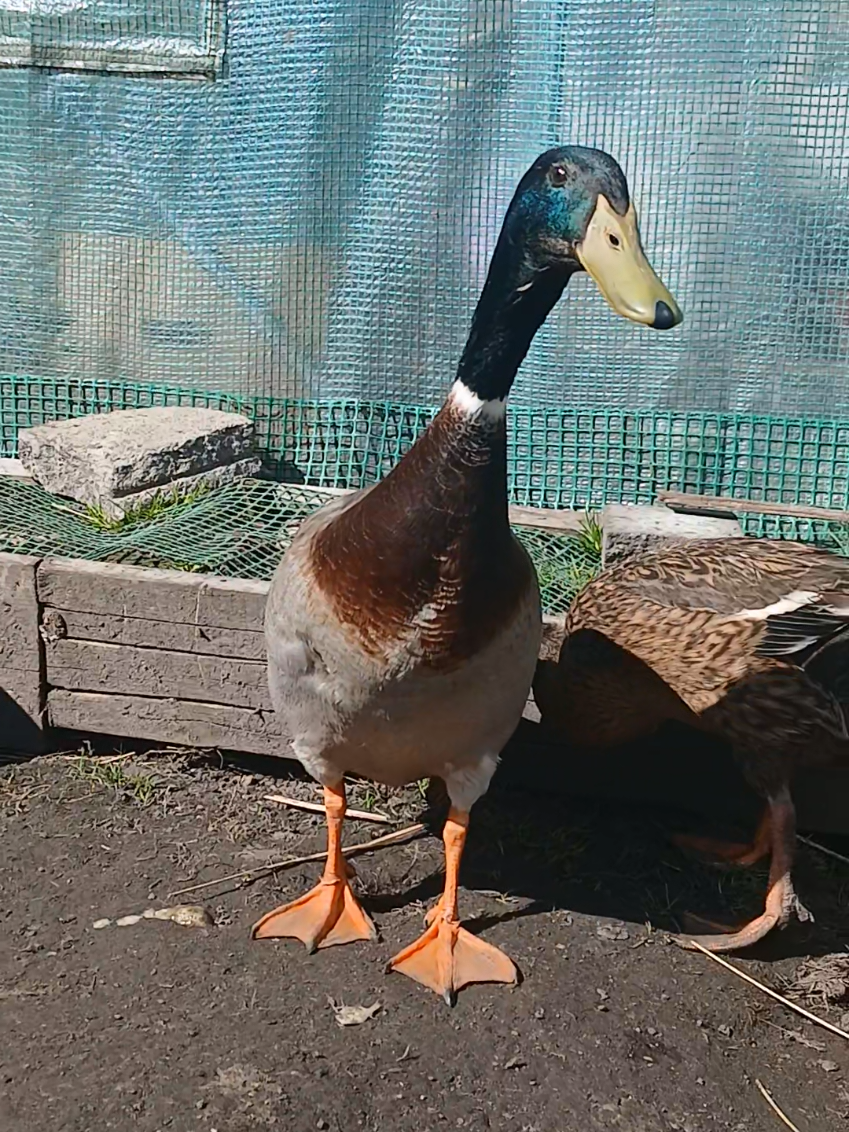 @Kaczogr&oacute;d u Milki🦆🦆🦆🦆