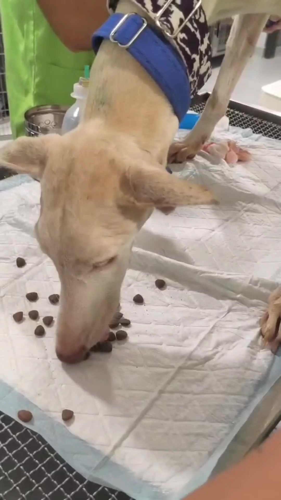 @Galgos del Sol