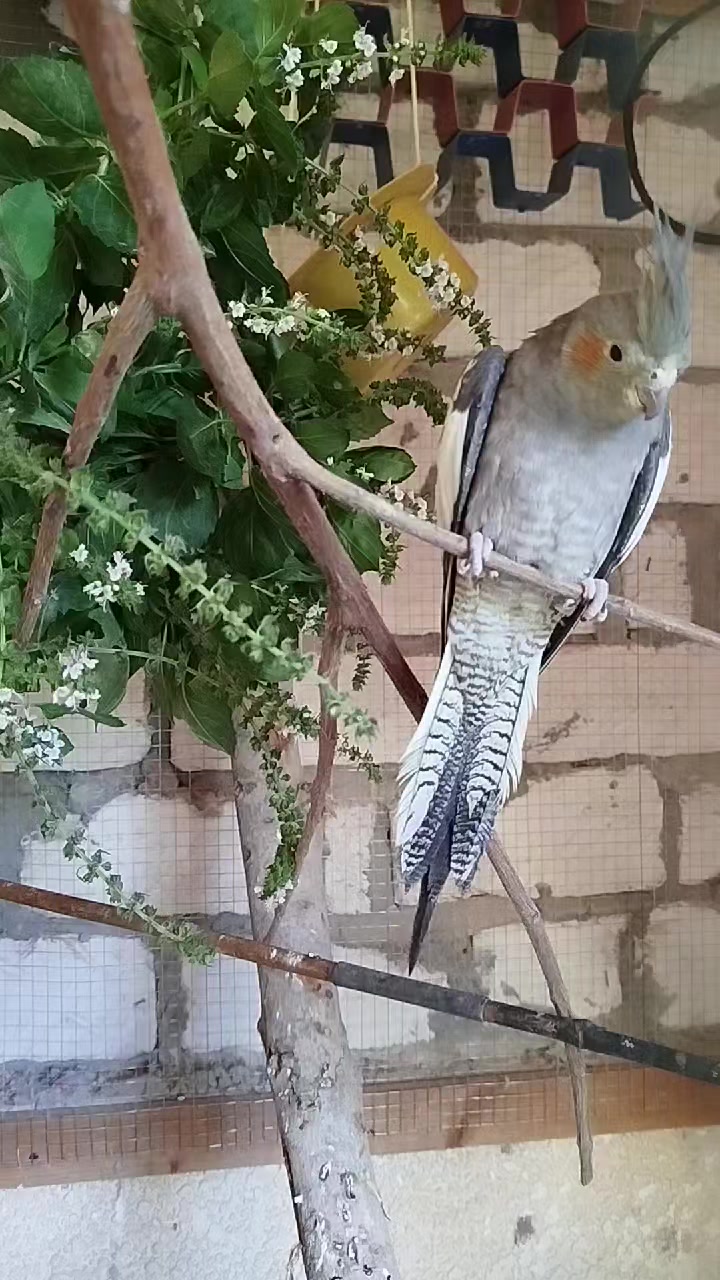 @MyLovelyPets💧
