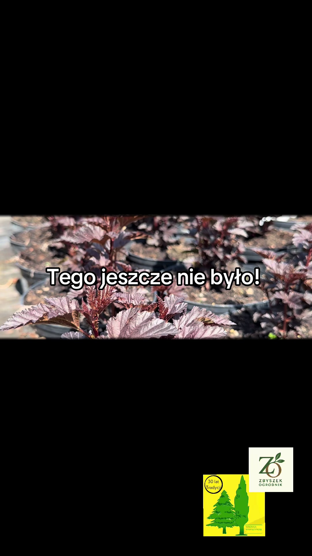 @Zbig Bruce