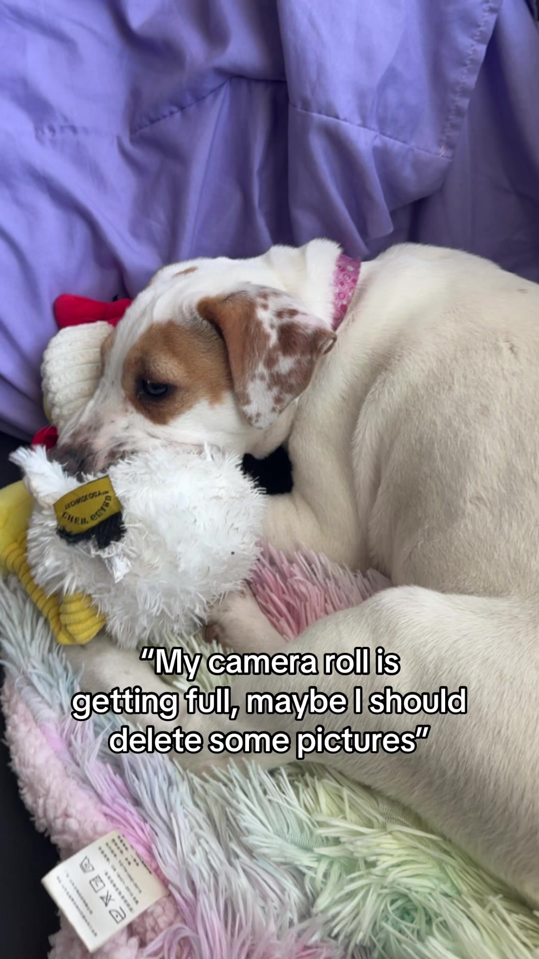 @Sproutie 🐶