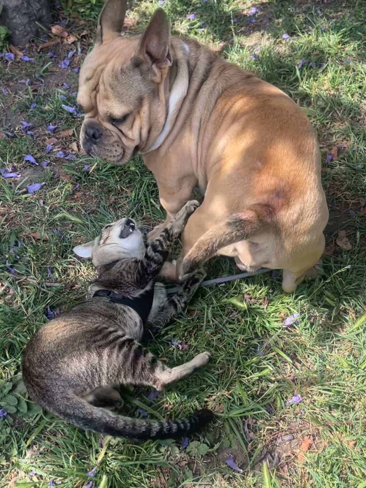 @🐾🐾🐾