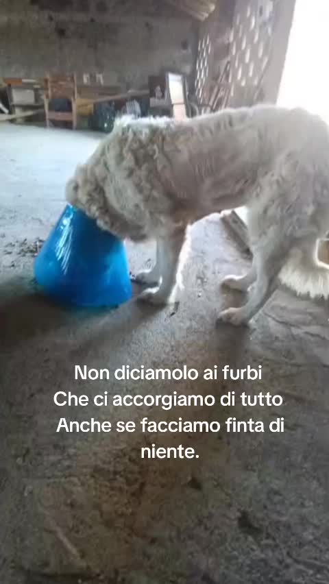 @ANIMALISTI DI FROSINONE