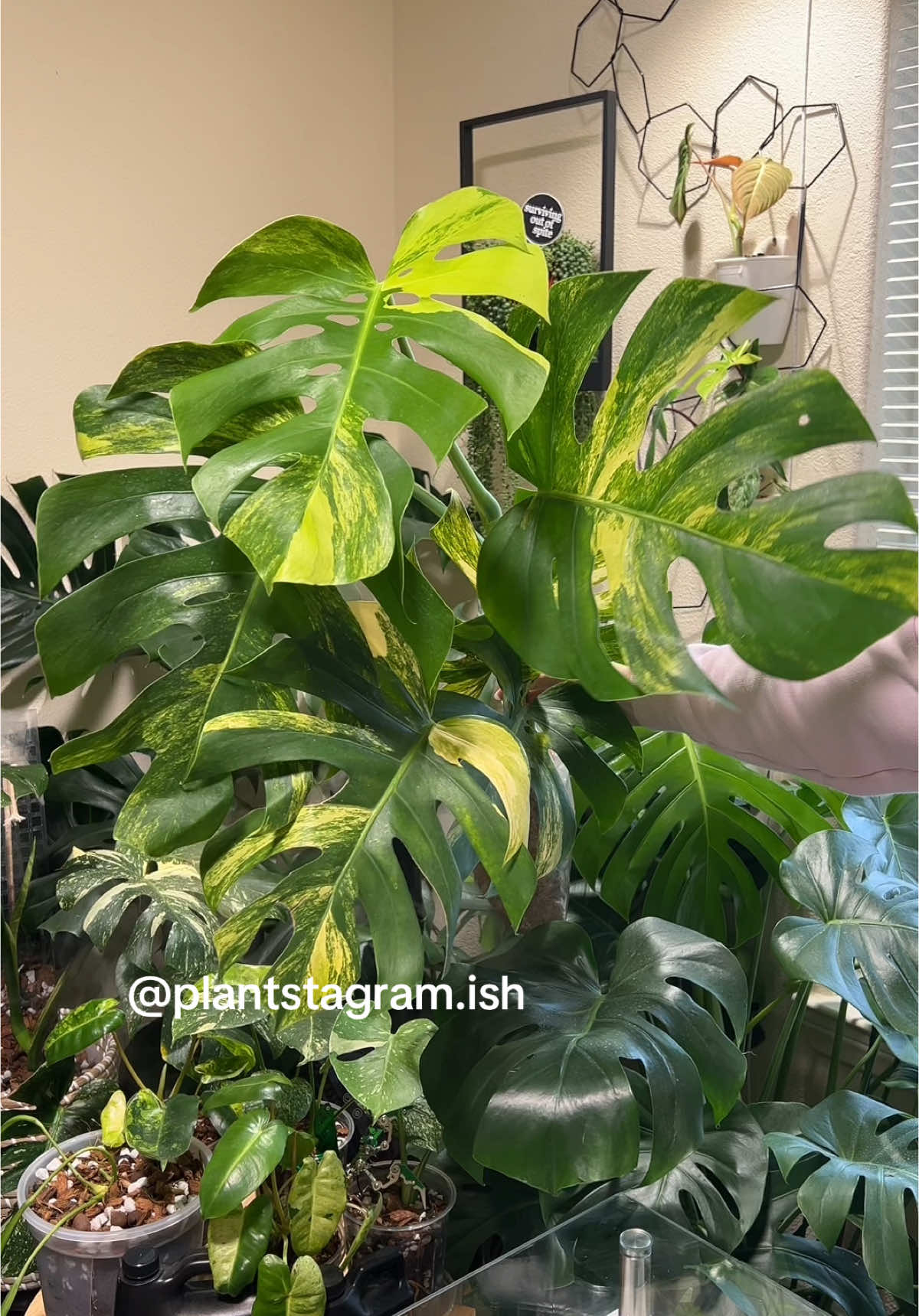 @Plantstagram.ish