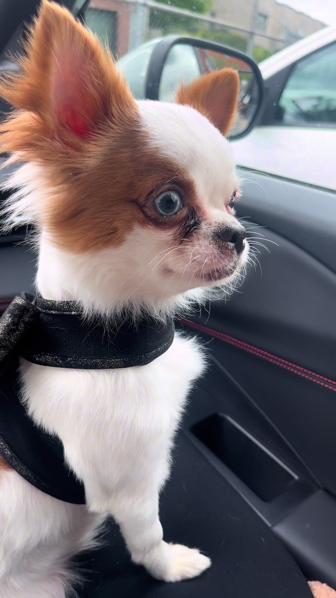@Danielle |(chihuahua)mama 🐕🩵
