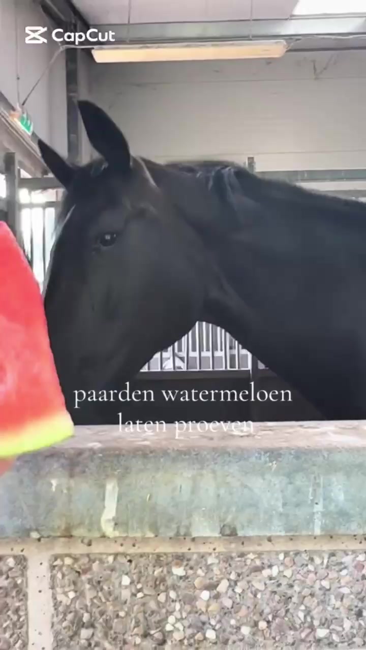 @Hippisch Centrum Dordrecht