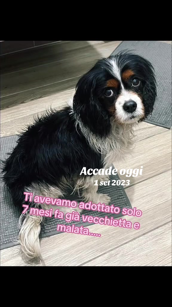 @Tanya Volontaria Animalista
