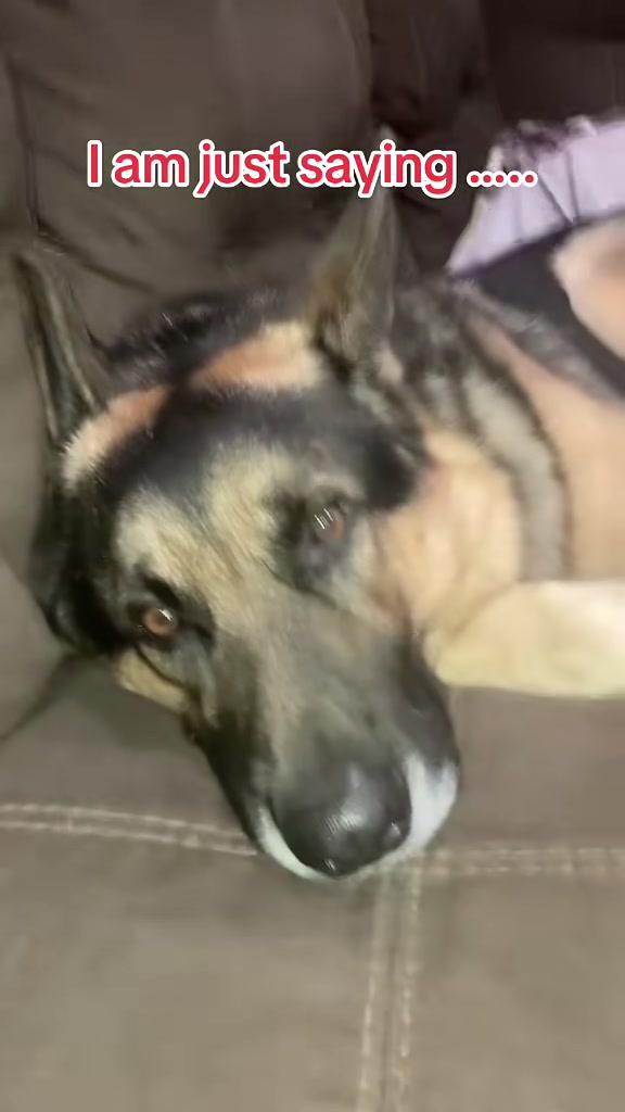 @Walter The German Shepherd