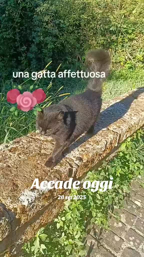 @amica dei gatti