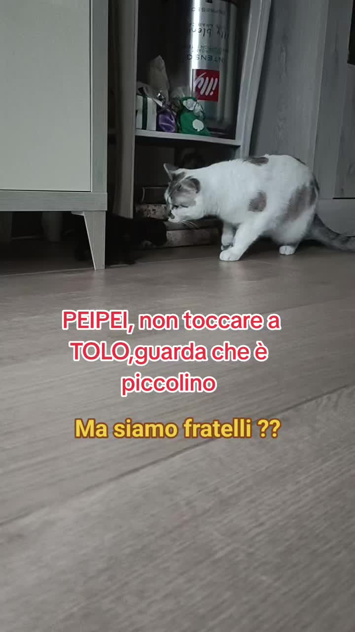@vincenza