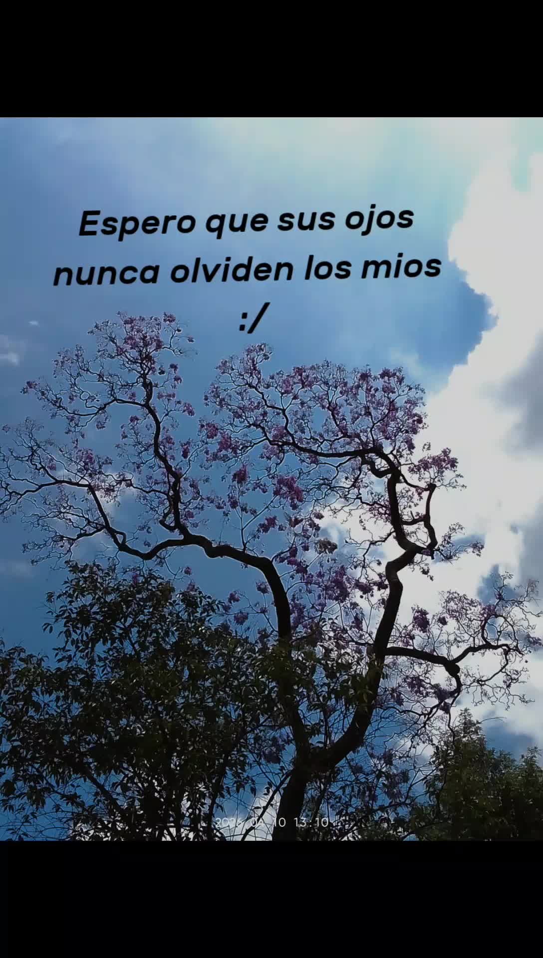 @paubonii