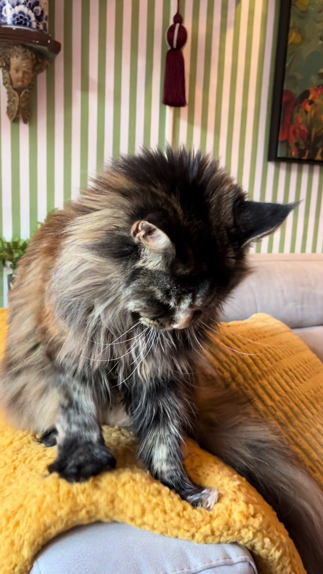 @grumpycattommyandfriends