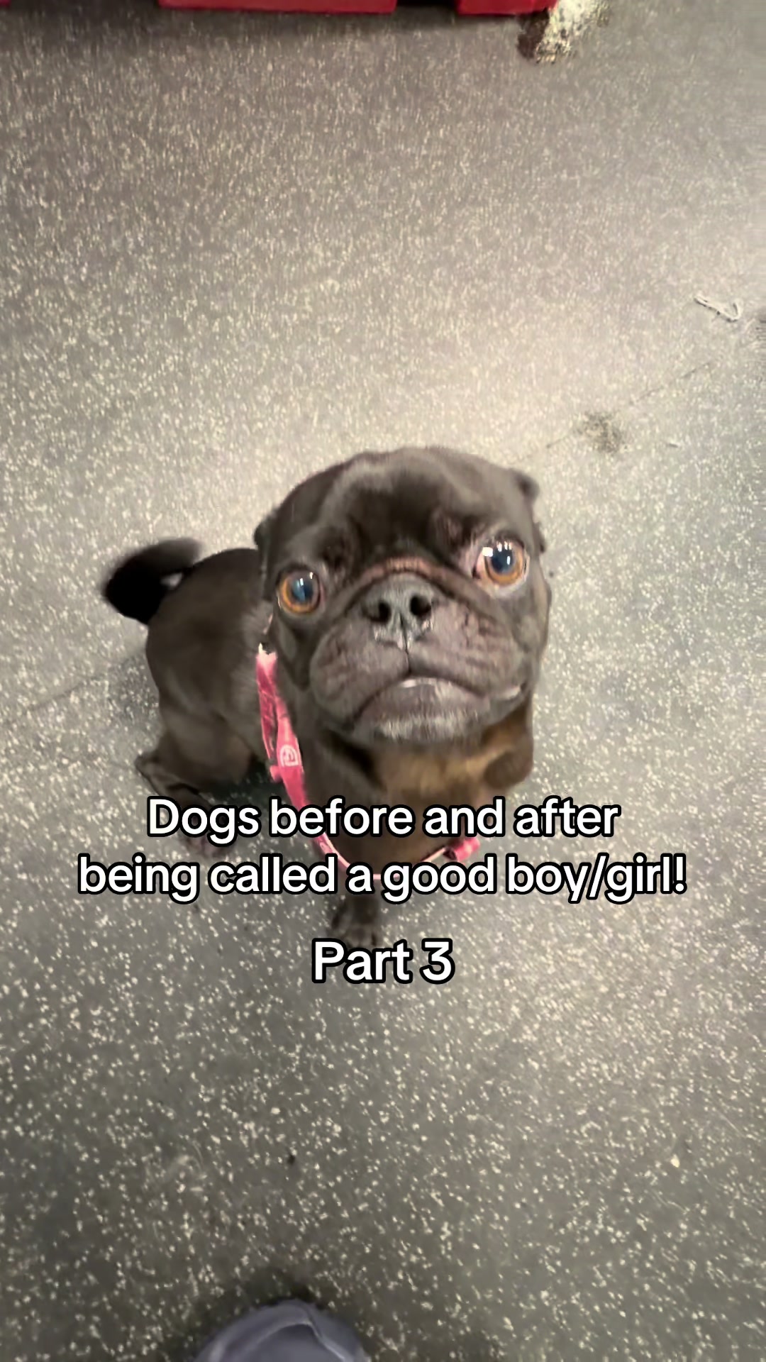@Dogtopia South Ann Arbor