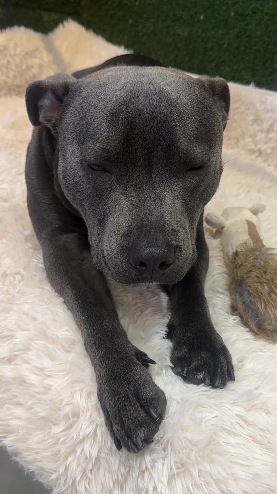 @DevenickDogs