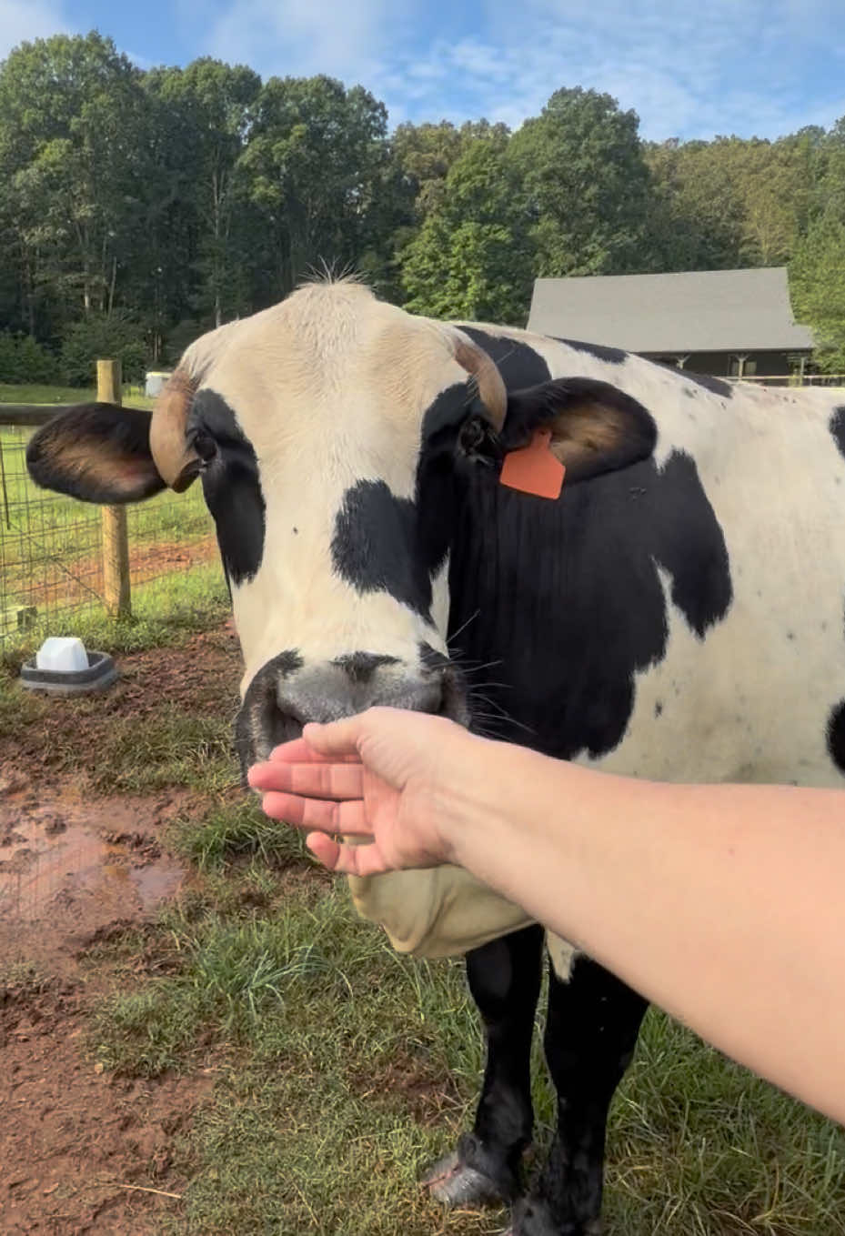 @Georgia Farm Girl