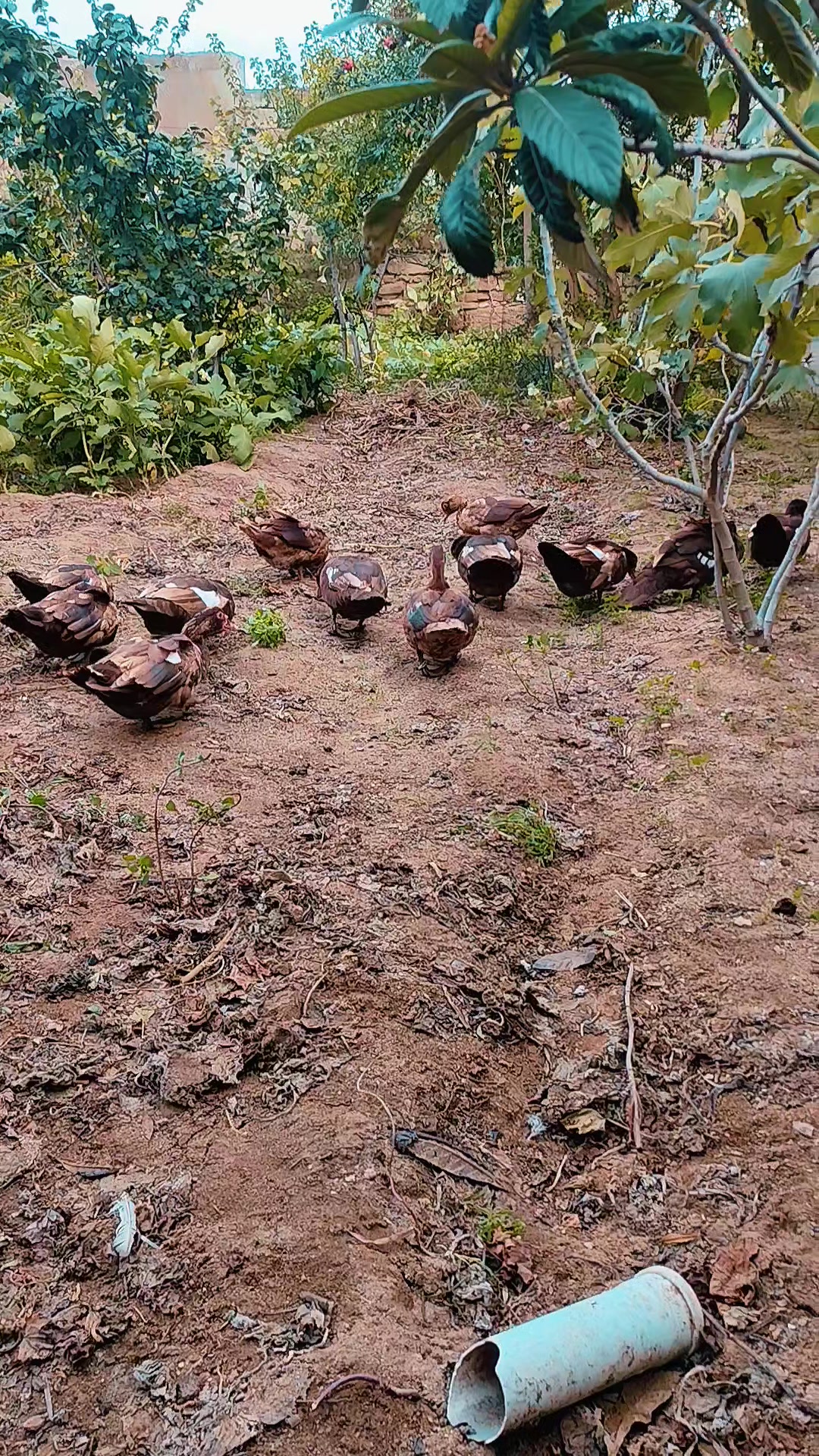 @MAŞTAĞA_QUŞCULUĞ