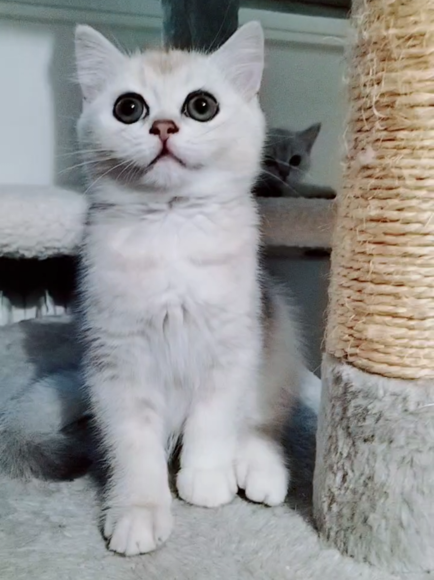@BKH-KITTEN