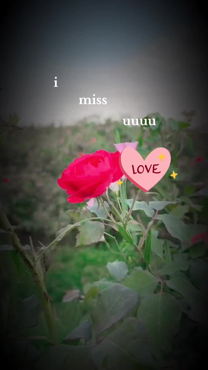@Haya Khan