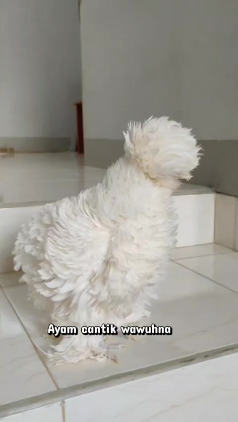 @Cileunyi Rabbit
