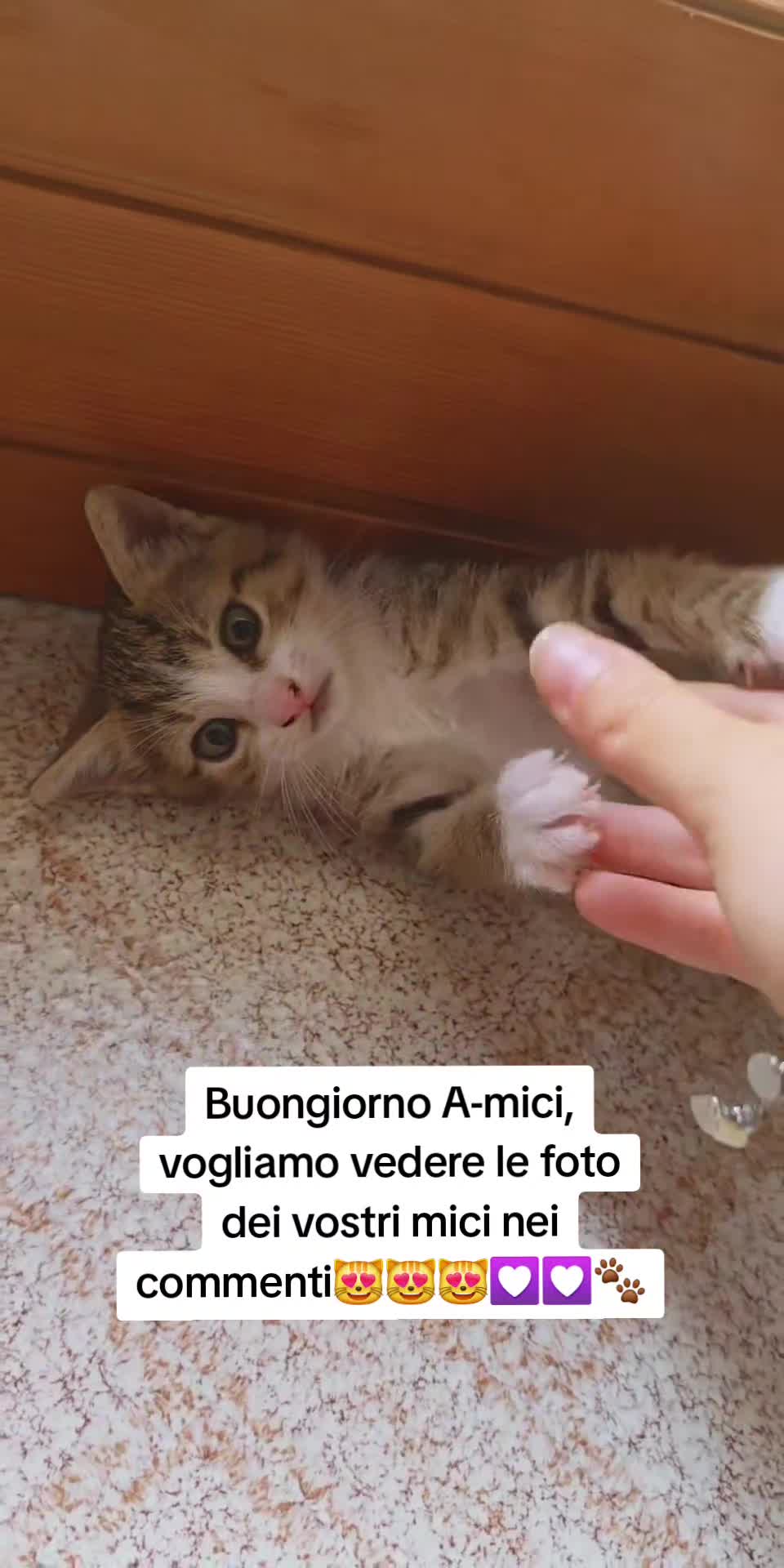 @AmiciMiao