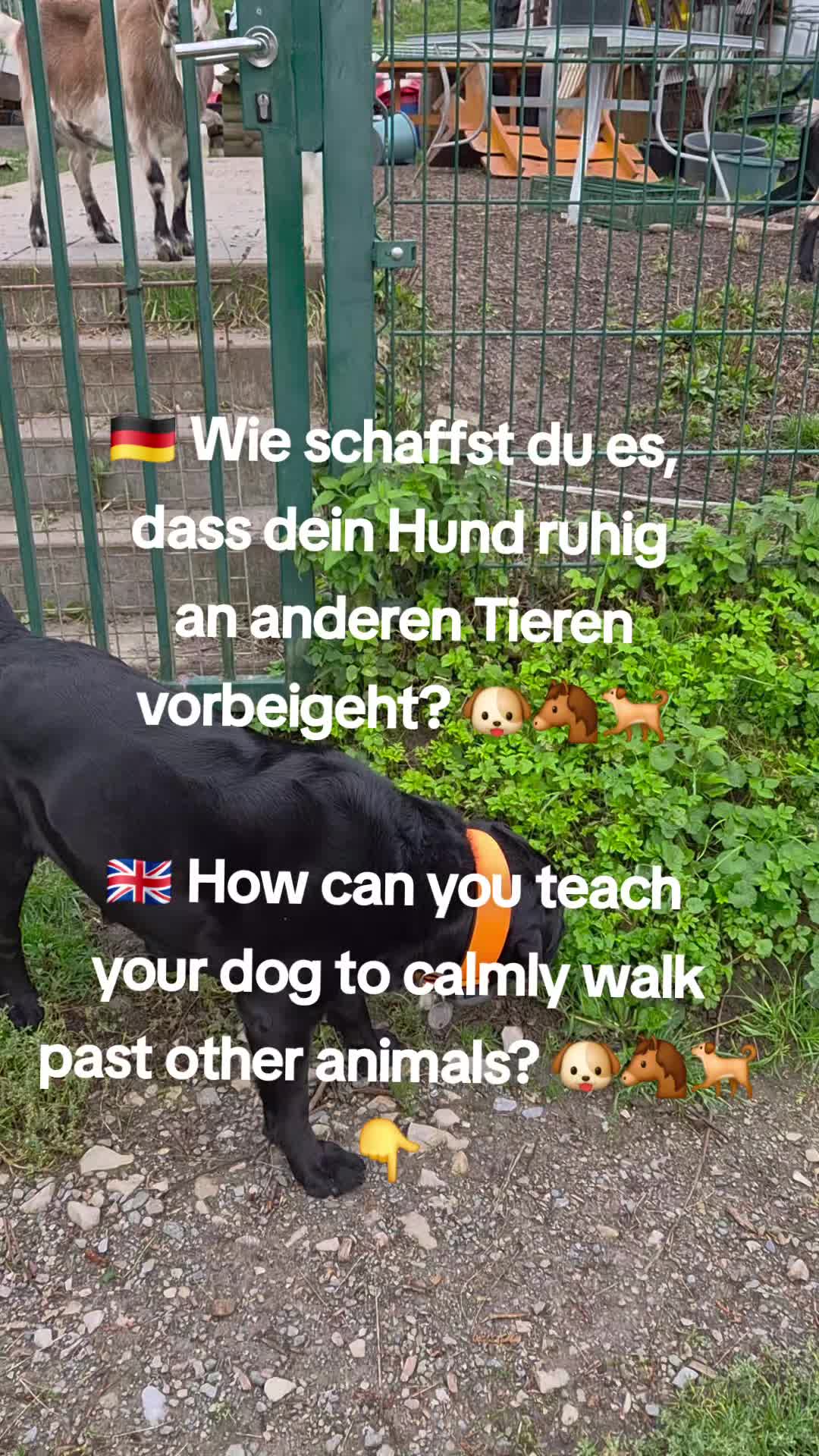 @Arne von Lammertshof-Deckrüde